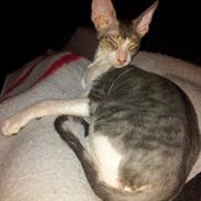 Cornish Rex Yeoman Quinn Quater