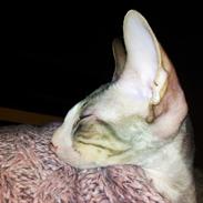 Cornish Rex Yeoman Quinn Quater
