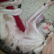 Cornish Rex Yeoman Quinn Quater