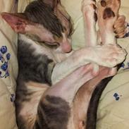 Cornish Rex Yeoman Quinn Quater