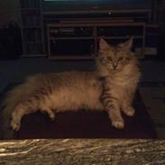 Maine Coon Gucci