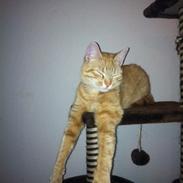 Europé DK Boholdt Sanne Salomonsen