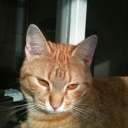 Europé DK Boholdt Sanne Salomonsen