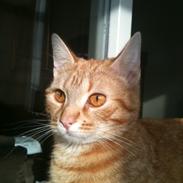 Europé DK Boholdt Sanne Salomonsen