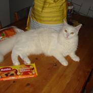 Maine Coon Snehvide