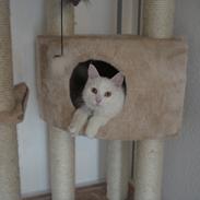 Maine Coon Snehvide
