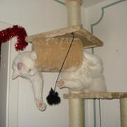 Maine Coon Snehvide