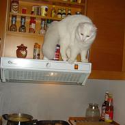 Maine Coon Snehvide