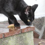 Blanding af racer zimba