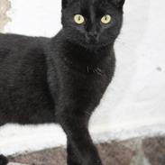 Blanding af racer zimba