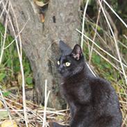 Blanding af racer zimba