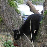 Blanding af racer zimba