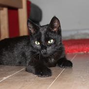 Blanding af racer zimba