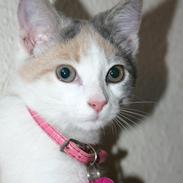 Blanding af racer Prinsesse Duchesse<3