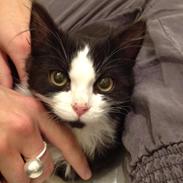 Blanding af racer Aksel