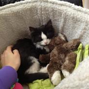 Blanding af racer Aksel