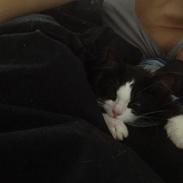 Blanding af racer Aksel