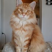 Maine Coon Dk Skovlycoon Thor