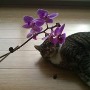 Blanding af racer Emma