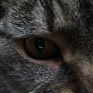 Blanding af racer Emma