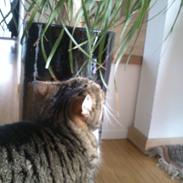 Blanding af racer Emma