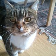 Blanding af racer Emma