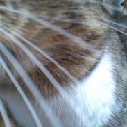 Blanding af racer Emma