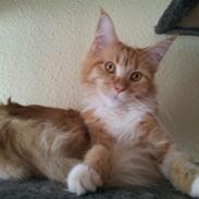 Maine Coon miv
