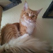 Maine Coon miv