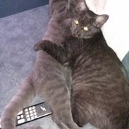 Huskat Tjalfe