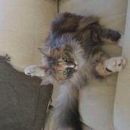 Blanding af racer Luna