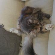 Blanding af racer Luna