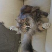 Blanding af racer Luna