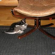 Blanding af racer Bandit