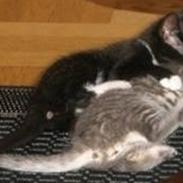 Blanding af racer Bandit