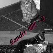 Blanding af racer Bandit