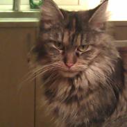 Maine Coon mille