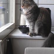 Maine Coon mille