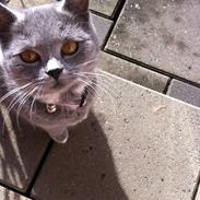British Shorthair Ronja