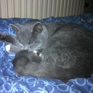 British Shorthair Ronja