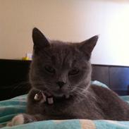 British Shorthair Ronja