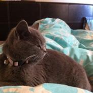 British Shorthair Ronja