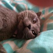 British Shorthair Ronja