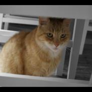 Blanding af racer Muggi