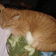 Blanding af racer Muggi