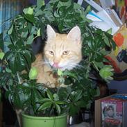 Blanding af racer Muggi