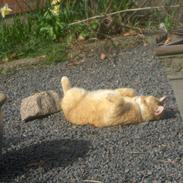 Blanding af racer Muggi