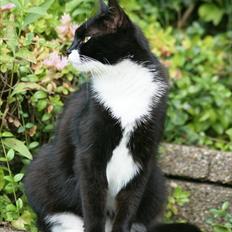 Blanding af racer Minnie