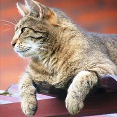 Blanding af racer Tykke