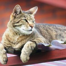 Blanding af racer Tykke